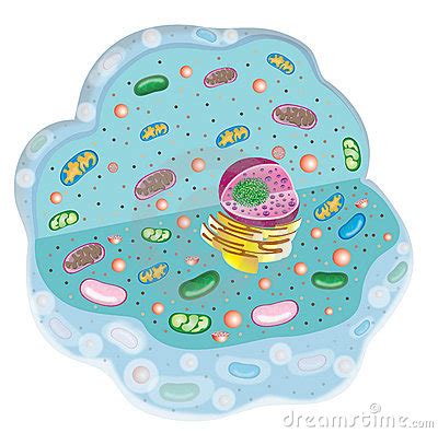 Animal cell clipart 20 free Cliparts | Download images on Clipground 2024