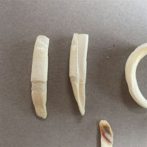 Kangaroo teeth - 15 mm to 40 mm (8 teeth) - Catawiki