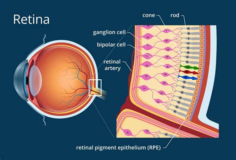 Function Of Macula In Human Eye - ANATOMY