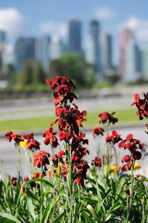 Crimson Flowers stock image. Image of outdoors, background - 35492097