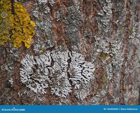 Original Tree Aspen Bark Texture with Moss. Stock Photo - Image of closeup, dilapidated: 146485608