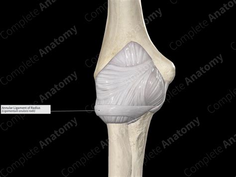 Annular Ligament of Radius | Complete Anatomy