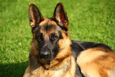 The German Shepherd Ears Chart: 7 Things You Need To Know