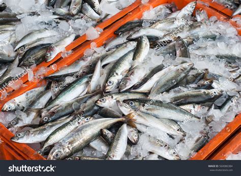 Fish Sale Wholesale Fish Market Kochi Stock Photo 560086384 | Shutterstock