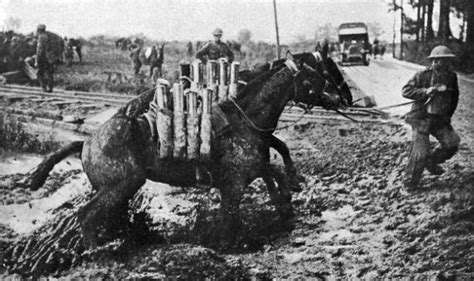 Horses at Passchendaele used in World War One - WW1 Battlefield Tours - Rifleman Tours ...