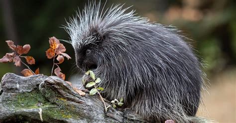 17 Porcupine Facts for Kids to Quill Up Your Knowledge! – Facts For Kids