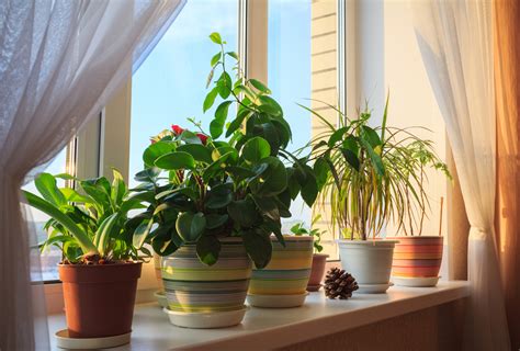 4 Plants To Have In Your Home To Make You Happier | FOOD MATTERS®