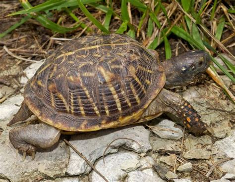 Ornate Box Turtle Facts, Habitat, Diet, Adaptations, Video