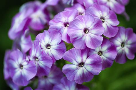 12 Perennial Plants That Butterflies Love