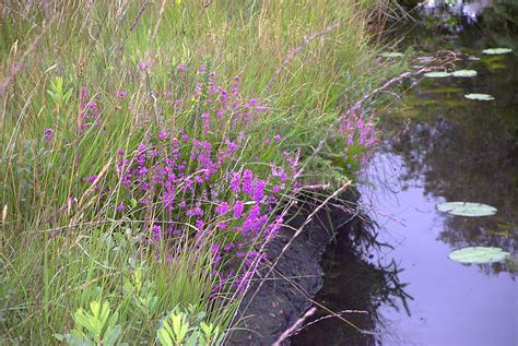 Wild Flowers in the Irish Countryside Photograph by Eul Hurley - Pixels