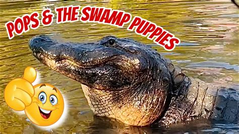 Alligator Grandpa Pops & the Swamp puppies! - YouTube