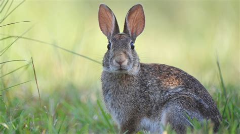 Feeding Wild Rabbits, The Do'S And Don'Ts