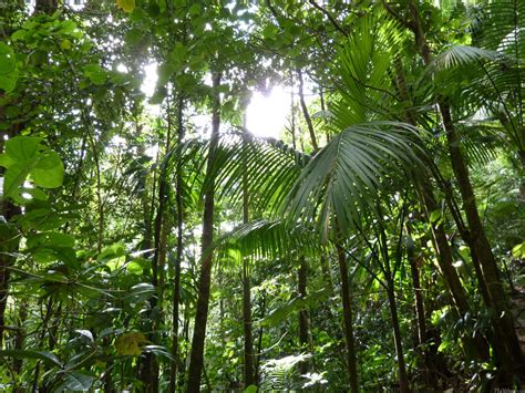 MLeWallpapers.com - Sunlight Through Rainforest Canopy