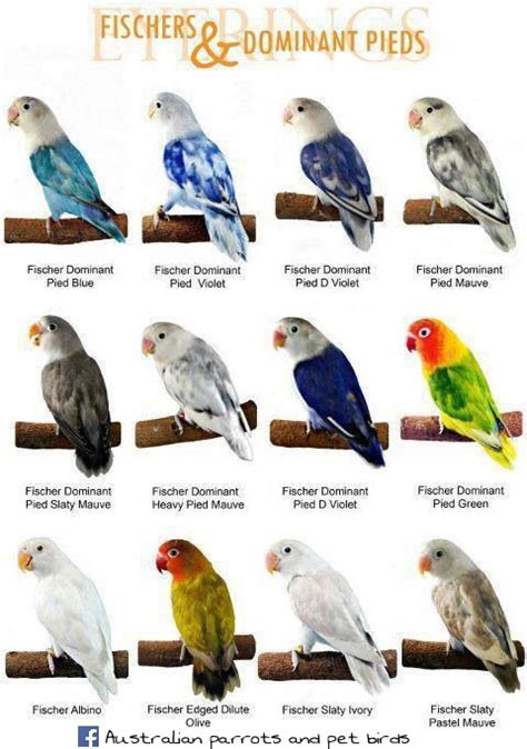 Australian Parrots and Pet Birds: Names for love birds on the bases of colours