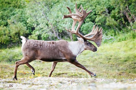 A Male Caribou With Huge Antlers Photograph by Andrew Peacock - Fine Art America