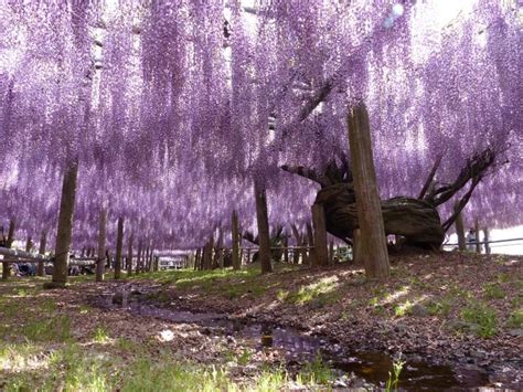 Japanese Flowers: When & Where to See Wisteria in Japan | Tours