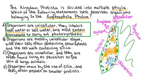 Question Video: Identifying the Characteristics of the Euglenophyta Phylum | Nagwa