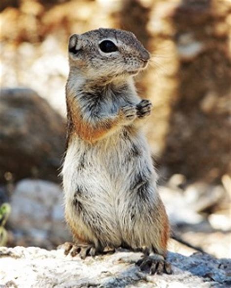 Squirrels and Chipmunks of Saguaro National Park - Saguaro National ...