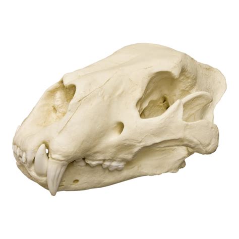 Replica American Lion Skull For Sale – Skulls Unlimited International, Inc.