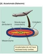 Acoelomate Body Plan