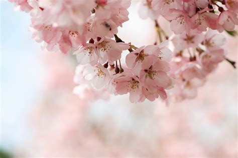 Blossom HD Wallpapers - Wallpaper Cave