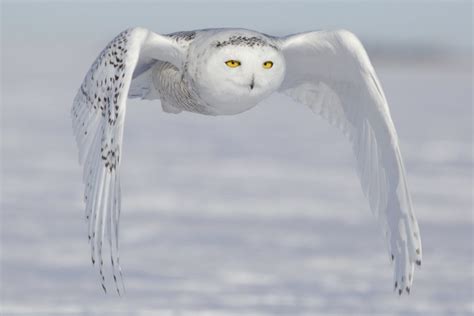 Snowy Owls Hunting