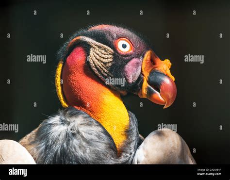 King vulture head close-up Stock Photo - Alamy