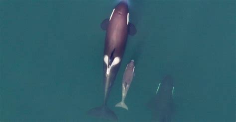 Orca pod returns to central B.C. coast after 20 years: researchers ...