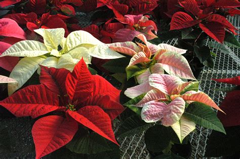 Picking Pretty Poinsettias // Mizzou News // University of Missouri