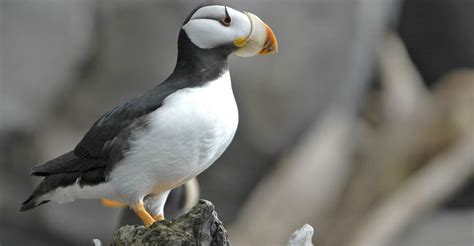 Alaska Inside Passage Wildlife Cruise | Natural Habitat