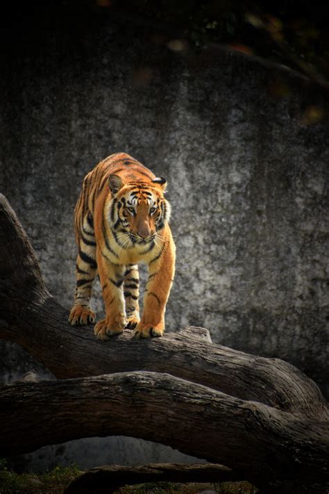 Bengal Tiger Wallpapers - 4k, HD Bengal Tiger Backgrounds on WallpaperBat