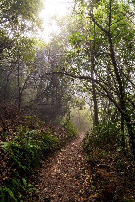 Misty and moody in the Port Hills, Christchurch, New Zealand : r/hiking