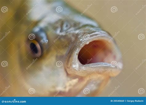 Close-up fish stock photo. Image of head, lips, bass - 20540660