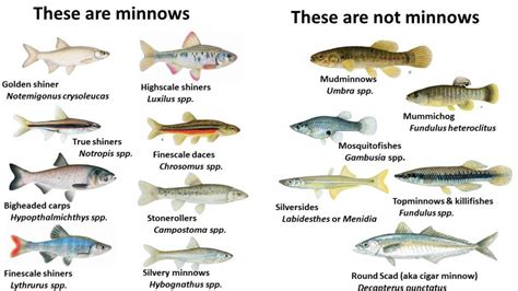 Minnow misconceptions | The Fisheries Blog | Fish, Misconceptions, Book wallpaper