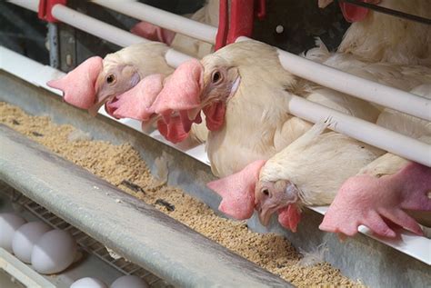 Precision layer feeding - Canadian Poultry MagazineCanadian Poultry Magazine