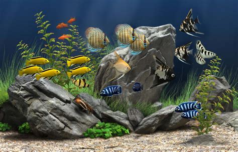 Actualizar 35+ imagen fond d écran aquarium animé gratuit pour mac - fr.thptnganamst.edu.vn