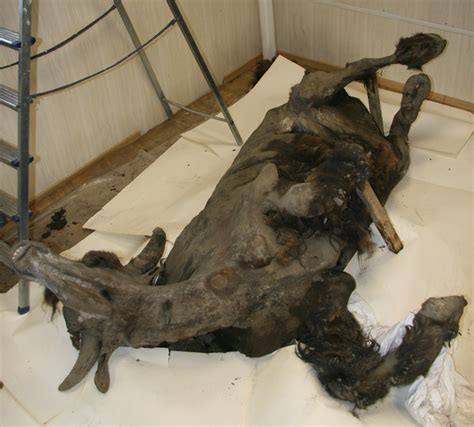 Complete Frozen Bison Mummy From 7,000 B.C. Found In Siberia | Science 2.0