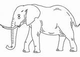 Elephant coloring Page  Free Printable Coloring Pages sketch template