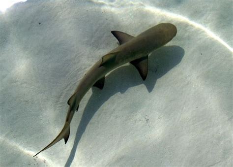 Panoramio - Photo of Baby Lemon Shark | Shark, Shark art, Shark diving