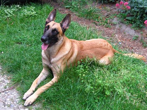 Belgian Malinois Info, Temperment, Care, Puppies, Pictures, Training