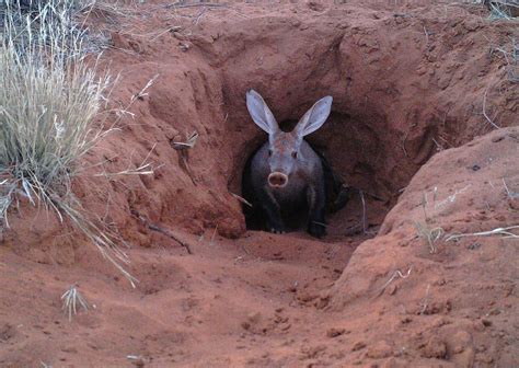 Aardvark - image by aardvark research team at Tswalu | Animals, Nocturnal mammals, Mammals