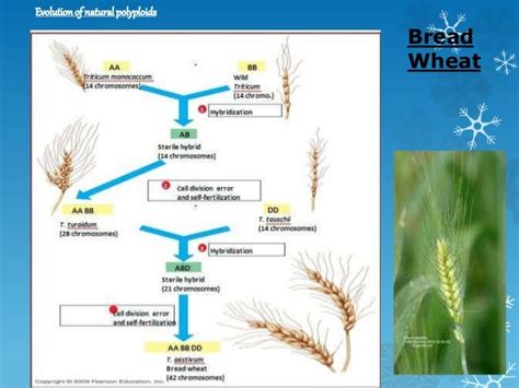 Polyploidy breeding