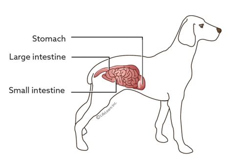 Gastritis in Dogs | VCA Animal Hospital