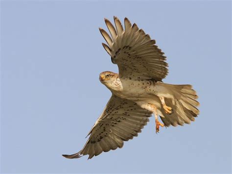 Ferruginous Hawk in flight | BirdNote