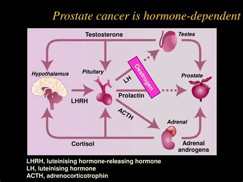 PPT - Prostate Cancer PowerPoint Presentation, free download - ID:3016914