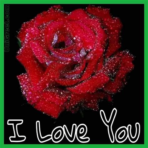 Top 55 Beautiful I Love You Roses Images, Photo, Pics, Wallpaper Download