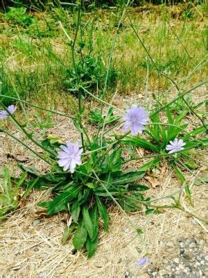 How to Make Chicory Coffee: A Tasty Substitute - The Survival Mom