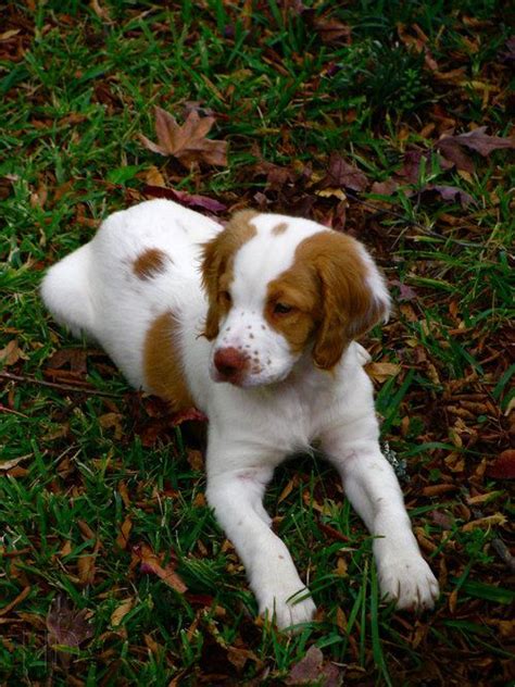 112 best Brittany Spaniel images on Pinterest