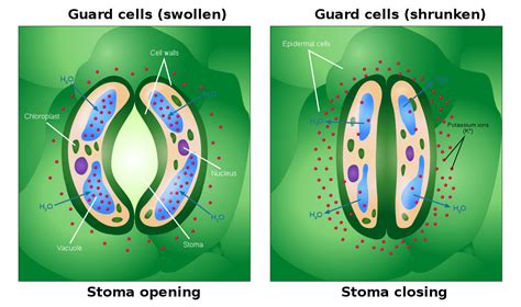 Stomatal Transpiration - CBSE Class Notes Online - Classnotes123