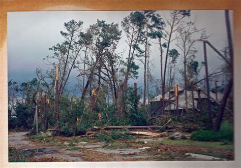 A Tidewater Gardener: Hurricane Hugo 1989